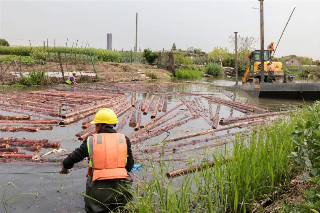 改善水環(huán)境！徐行122條段村級河道用木樁對河岸進行加固整治
